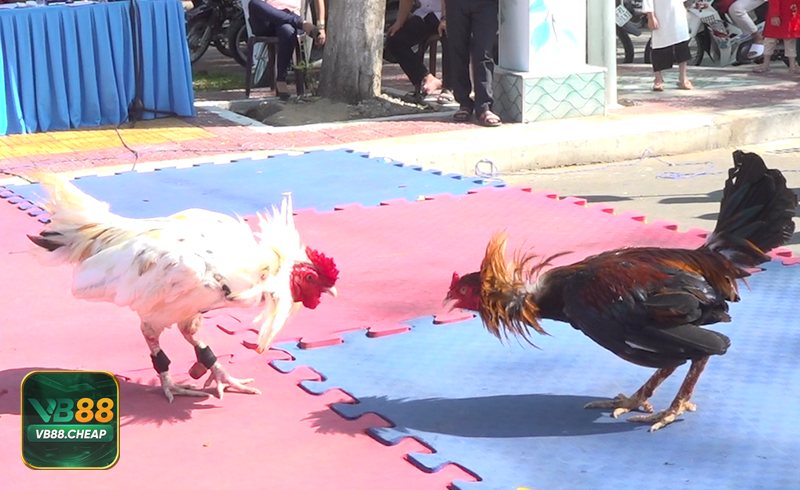 Đá gà VB88 - Nắm luật và cách tính kết quả trước khi chơi